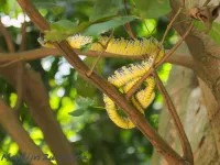 Wagler's lanspuntslang [Tropidolaemus wagleri]